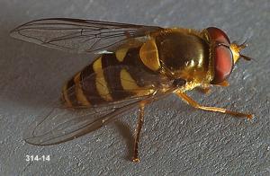 Link to large image (160K) of Syrphid Fly Adult