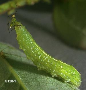 Link to large image (91K) of Syrphid Fly Larva