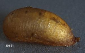 Link to large image (72K) of Syrphid Fly Pupa