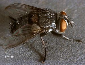 Link to large image (145K) of Tachinid Parasite Adult