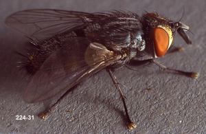 Link to large image (1221K) of Tachinid Parasite Adult