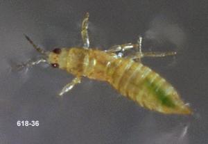 Link to large image (64K) of western flower thrips