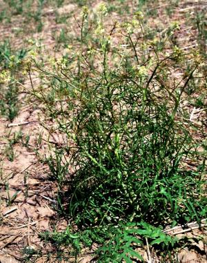 Tumble Mustard Mature Plant (link to large image)