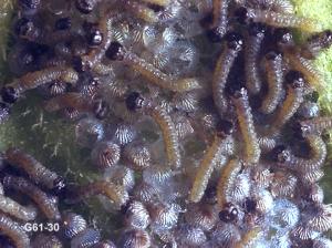 Link to large image (156K) of variegated cutworm eggs and larvae