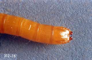 Terminal Segment of Wireworm Larva Abdomen