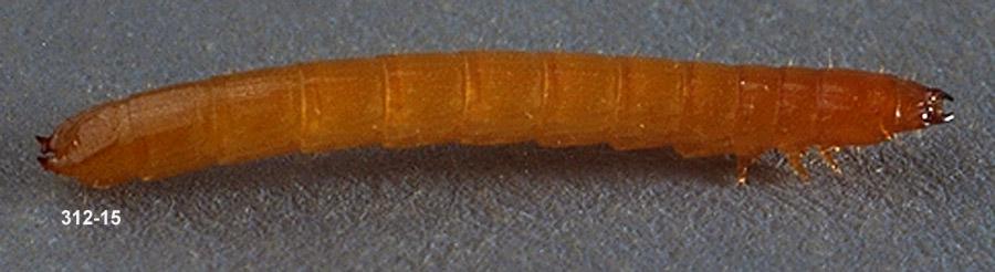 Wireworm Larva