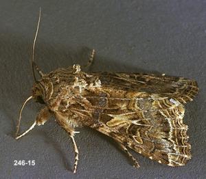 Link to large image (136K) of western yellowstriped armyworm adult