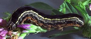 Link to large image (159K) of western yellowstriped armyworm larva