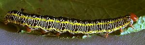 Link to large image (156K) of zebra caterpillar larva