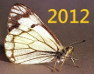 Pine Butterfly