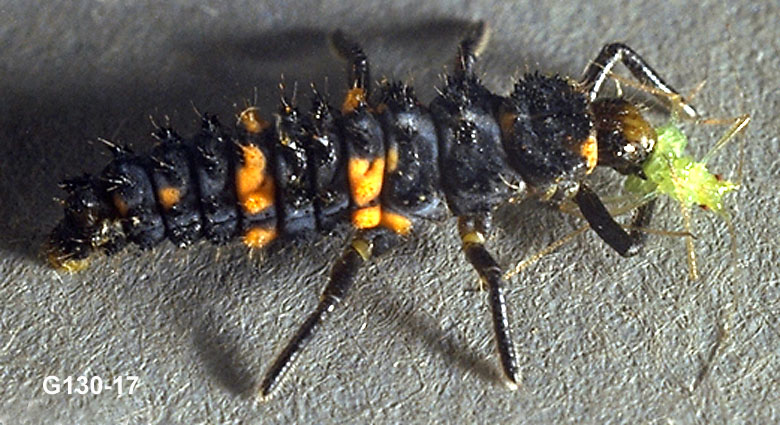 Lady Beetle Larva and Aphid Prey
