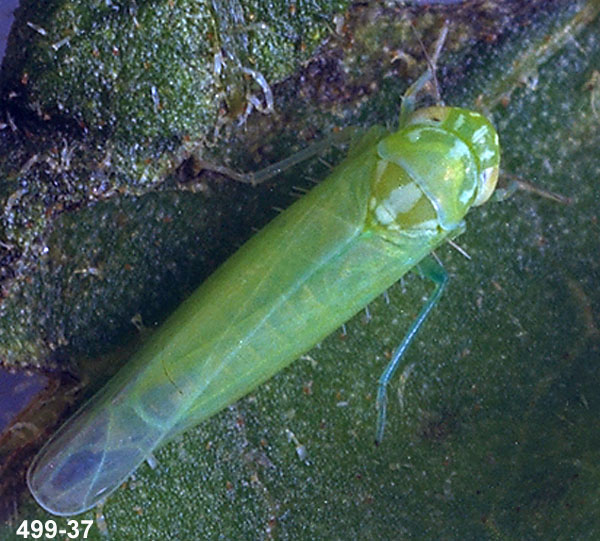 Intermountain Potato Leafhopper Adult