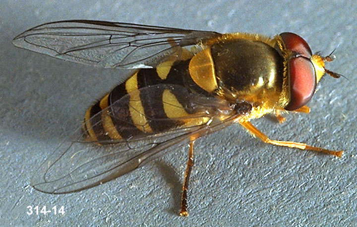Sryphid Fly Adult