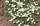 Field bindweed