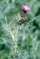 Italian thistle