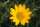 Narrow-leaf mule\'s ear