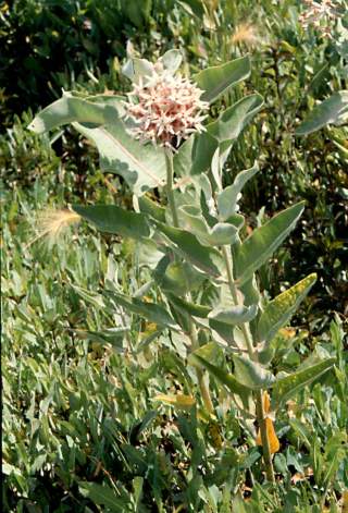 showy milkweed pictures