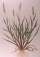 Yellow foxtail