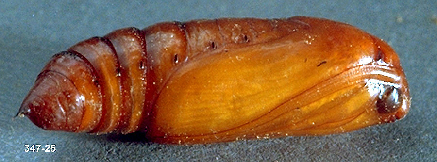 Black Cutworm Pupa