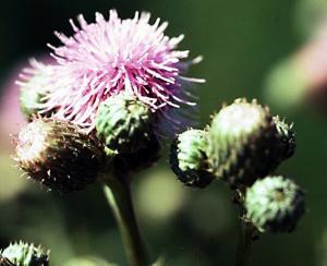 Canada Thistle Flowers