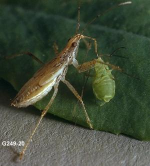 Link to large image (109K) of Damsel Bug Nymph