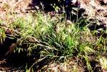 Downy Brome Grass