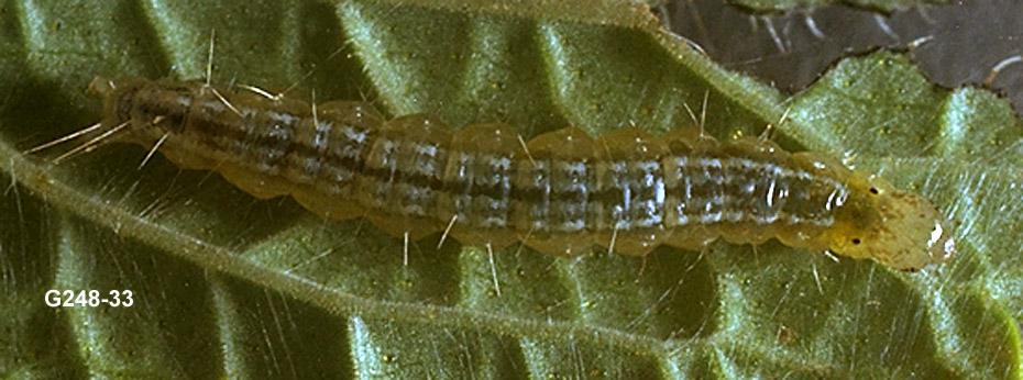 False Celery Leaftier Larva