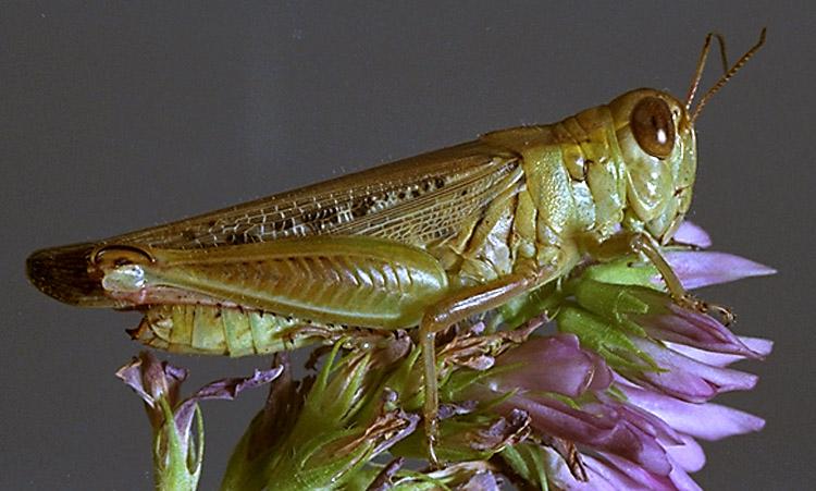 Grasshopper Adult