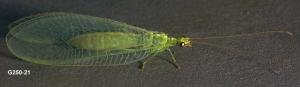 Link to large image (98K) of Green Lacewing Adult
