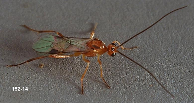 Hymenoptera Parasite Adult