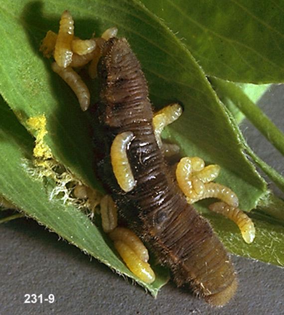 Hymenoptera Parasite Larvae on Prey