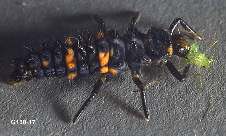 Lady Beetle Larva Feeding on Aphid Prey