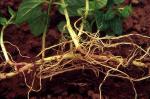 Root-Lesion Nematode Damage on Roots