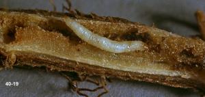 Mature Mint Flea Beetle Larva in Rhizome
