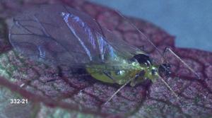 Link to large image (105K) of winged mint aphid