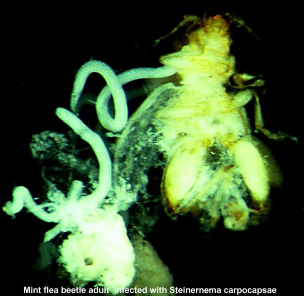Parasitic Nematodes Emerging From Mint Flea Beetle Adult