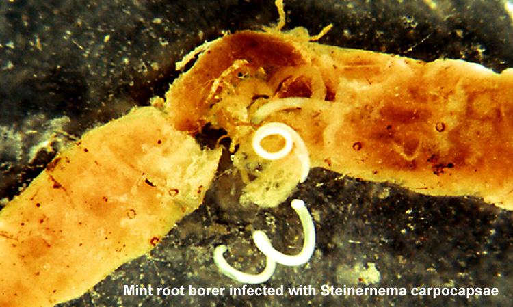 Parasitic Nematodes Emerging From Mint Root Borer Larva