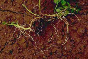 Root-Lesion Nematode