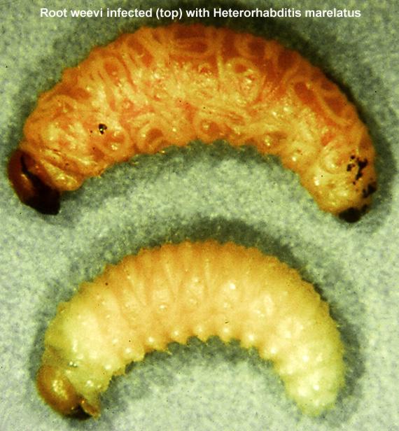 Parasitic Nematodes in Root Weevil Larva (above)