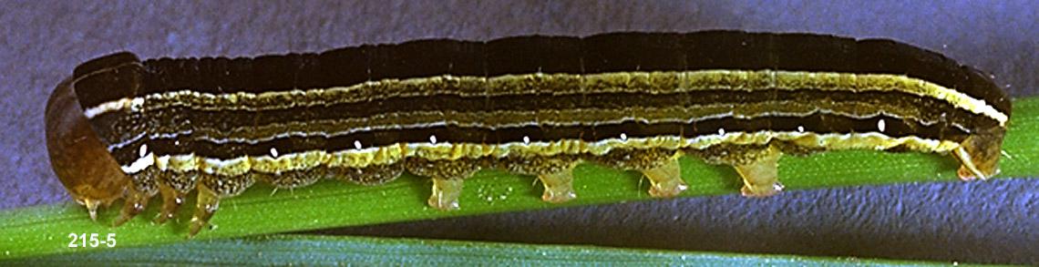 Olive Green Cutworm Larva