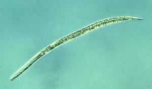 Root-Knot Nematode, 2nd Juvenile Stage