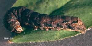 Link to large image (122K) of spotted cutworm larva