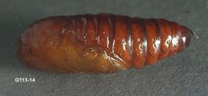 Link to large image (85K) of spotted cutworm pupa