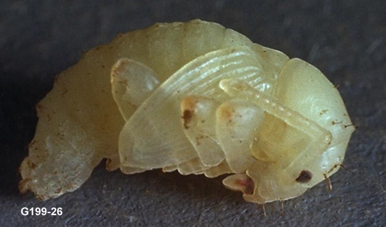 Strawberry Root Weevil Pupa