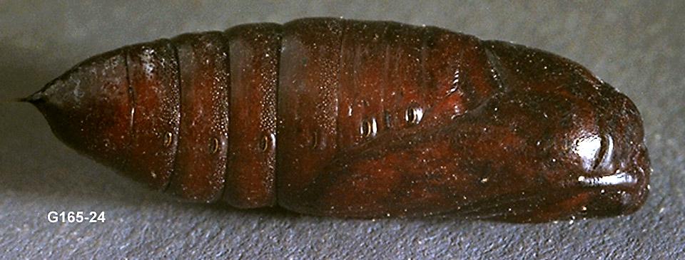 Western Yellowstriped Armyworm Pupa