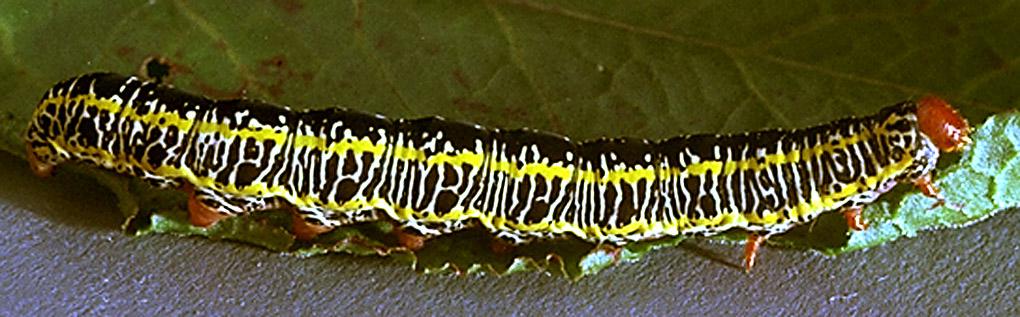 Zebra Caterpillar Larva