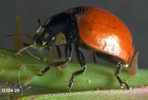 Lady beetle adult, Coccinella sp.
