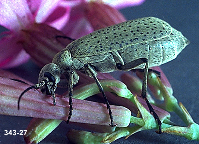 Adult Blister Beetle