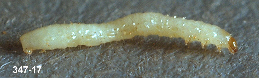 Potato Flea Beetle Larva