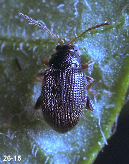 Adult Potato Flea Beetle